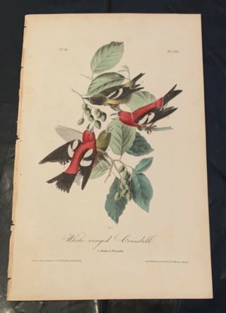1st Ed Audubon Birds Of America 8vo Print 1840: White - Winged Crossbill.  201