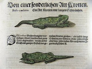 1669 Lizards - Gesner - Folio - 2 Woodcuts - Handcolored
