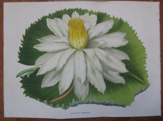 van Houtte: Garden Flowers Large Plate Water Lily Nymphaea dentata - 1850 2