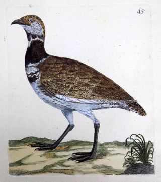 1794 Bustard Rémi Willemet Ornithologie Copper Engraving In Fine Hand Color