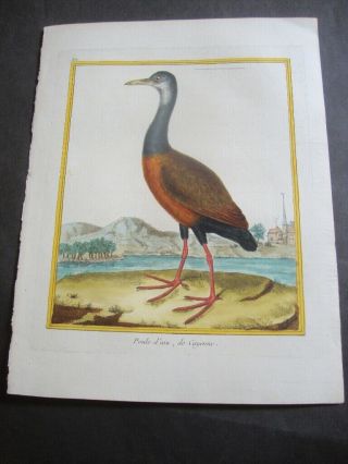 Hand Colored Martinet Folio Bird Print 1784 Poule - D 