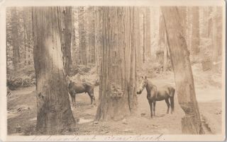 Rppc Bear Creek Redwoods Santa Cruz Ca Mountains Trail Horses 1910 E9
