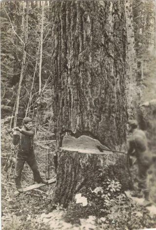 C1912 Mill City Oregon 2 Loggers Chopping Down Huge Tree Real Photo Postcard Azo