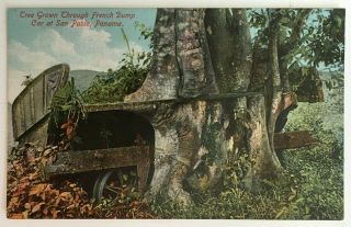 Postcard Panama San Pablo Tree Grown Through French Dump Car Vibert & Dixon