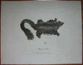 John White " Hepoona Roo " Greater Glider 1790 Journey Of A Voyage To N.  S.  W.