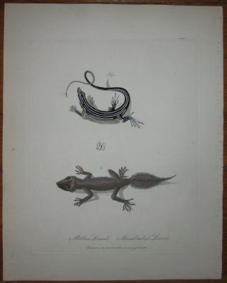 John White " Ribbon Lizard,  Broad - Tailed Lizard " 1790 Journey Of A Voyage To Nsw