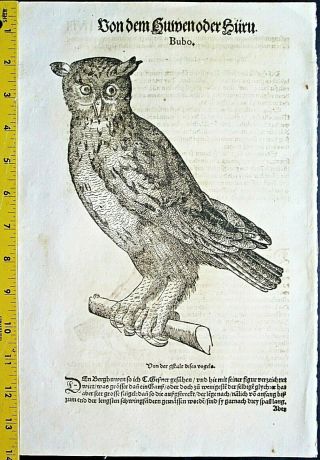 Gessner,  Vogelbuch,  Horned Owl,  Bubo And Moorhen,  Woodct,  1582