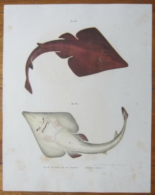 Fitzinger Large Handcolored Print Fish Ray V - 1864