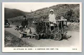 Gaspe Dog Cart " Attelage De Chien " Quebec Rppc Vintage Photo Postcard 1950s