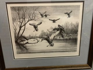 Maynard Reece,  Wildlife Artist,  Louisiana,  Mallard Ducks,  “quiet Water”,  8/190