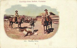 Branding Cows 251 Tammen Cowboy Western 1908 Postcard Buffalo Wyoming 20 - 9479