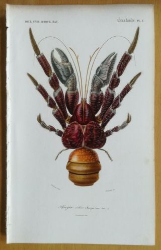 Orbigny Dictionnaire Print Coconut Crab Birgus Latro - 1849
