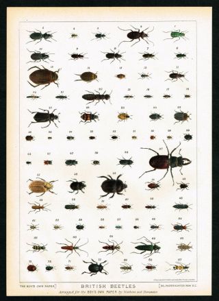 1896 British Beetles,  Insects,  Coleoptera,  Victorian Antique Entomology Print