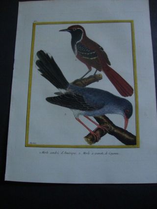 Hand Colored Martinet Folio Bird Print 1784: Merle Condre D 