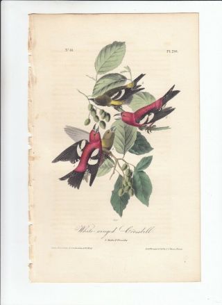 1st Ed Audubon Birds Of America 8vo Print 1840: White - Winged Crossbill.  201