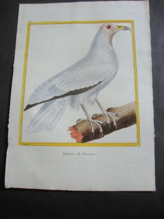 Hand Colored Martinet Folio Bird Print 1784: Vautour De Norwege.  429