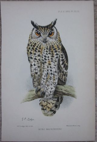 George Edward Lodge " Bubo Mackinderi Pl.  Xliii " Cape Eagle Owl 1900 Print