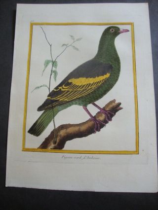 Hand Colored Martinet Folio Bird Print 1784: Pigeon Verd,  D 