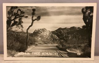 Vintage Rppc Real Photo Postcard Joshua Tree Monument Black & White