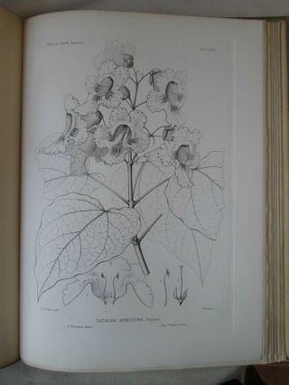 Vintage Print,  Plate 289,  Catalpa,  Indian Bean,  1st Ed,  C1900,  Silva,  Trees
