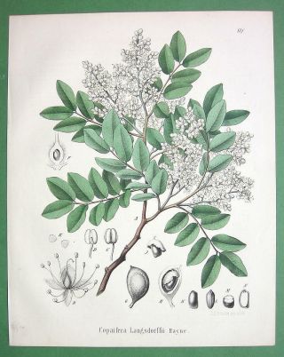 Medicinal Plant Diesel Tree Copaifera - 1860 Scarce Color Botanical Print