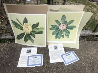 2 Rare 1970’s Limited Prints Signed C Don Ensor 17.  5x19” Rhododendron/magnolia