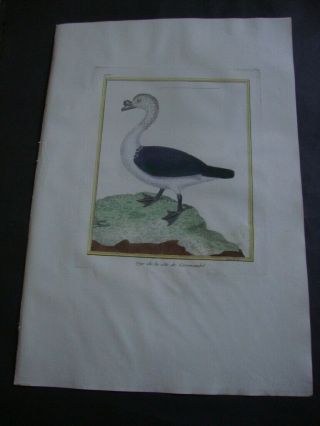 Hand Colored Martinet Folio Bird Print 1770: Oye De La Cote.  937