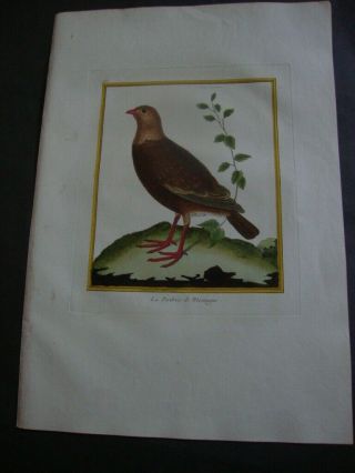 Hand Colored Martinet Folio Bird Print 1770: Le Pedrix De Montagne.  136