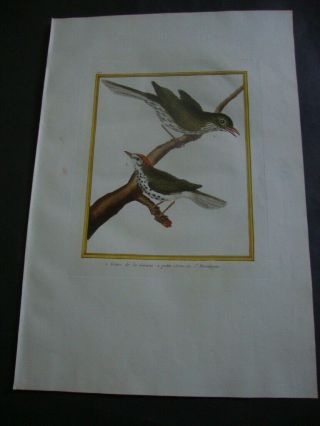 Hand Colored Martinet Folio Bird Print 1770: Grive De La Guiane.  398