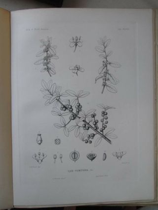 Vintage Print,  Plate 48,  Cassena,  Silva,  Trees,  1st Ed.  C1900