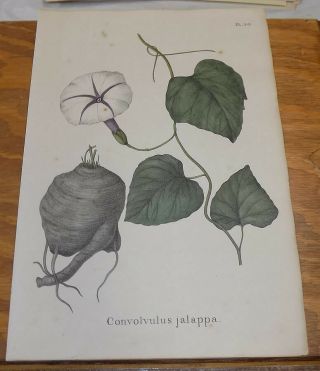 1832 Medicinal Plant Color Print///jalap Bindweed,  Or Convolvulus Jalappa