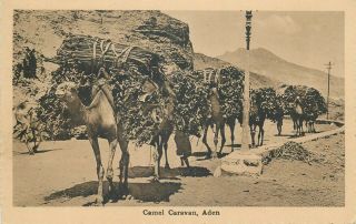 Yemen Aden Camel Caravan Early Postcard