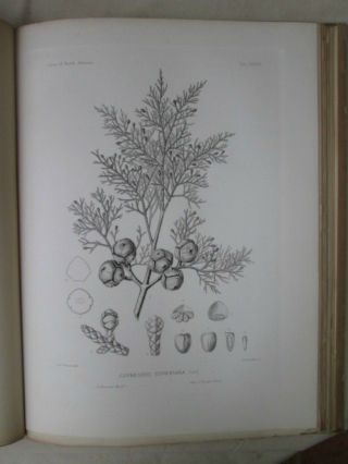 Vintage Print,  Pl 527,  Cypress.  Silva,  Trees,  1st Ed.  C1900
