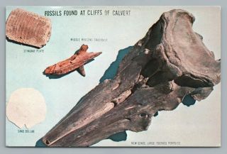 Calvert Cliffs Fossils Vintage Paleontology Postcard Miocene Marine Maryland 60s