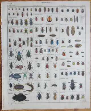 Oken: Large Handcolored Print Insect Beetle 2 - 1843