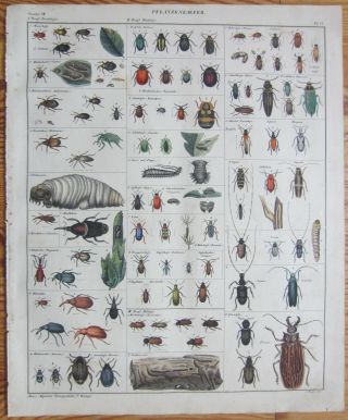 Oken: Large Handcolored Print Insect Beetle - 1843