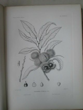 Vintage Print,  Plate 443,  Chinquapin,  Trees,  1st Ed,  C1900,  Silva
