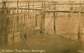 Blaine Washington Salmon Trap 2385 C - 1910 Seafood Industry Postcard 20 - 6688