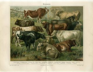 1895 Cattle Cows Bulls Breeds Antique Chromolithograph Print