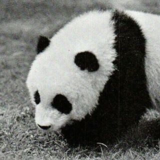 2 Postcards,  Giant Panda Pandora,  York City Zoo,  Died In Captivity