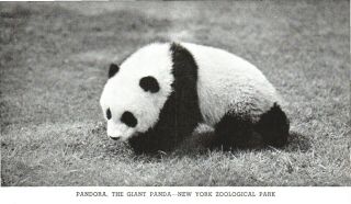 2 Postcards,  Giant Panda Pandora,  York City Zoo,  Died in Captivity 2