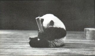 2 Postcards,  Giant Panda Pandora,  York City Zoo,  Died in Captivity 3