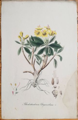 Mann Foreign Medicinal Plants Colored Folio Rhododendron 1830