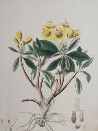 Mann Foreign Medicinal Plants Colored Folio Rhododendron 1830 2