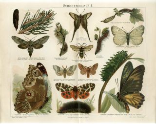 1895 Butterflies Moths Hornet Moth Diadamia Morpho Antiquechromolithograph Print