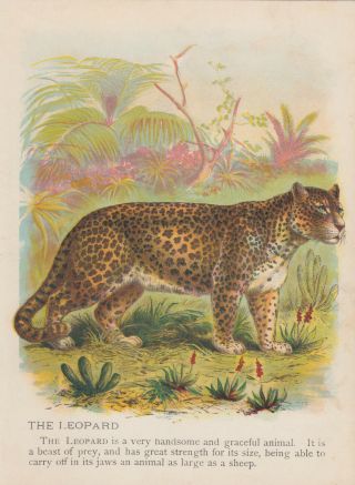 Leopard African Wildlife Africa Animals Antique Lithograph Art Print 1899