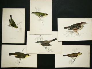1870 Set Of 6 Antique Prints Of Birds.  Songbirds.  Ornithology.  150 Years Old.