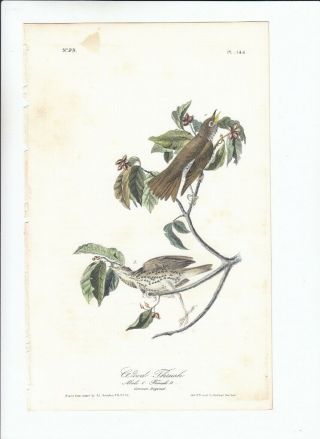 1st Ed Audubon Birds Of America 8vo Print 1840: Wood Thrush.  144