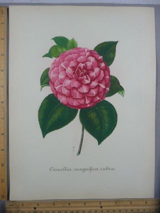 Rare Orig Vtg Camellia Magnifica Rubra Flower Illustration Art Print