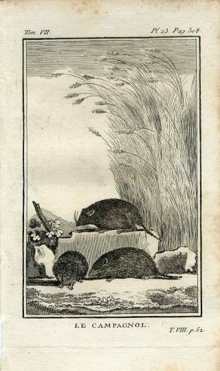 1769 Meadow Mouse Or Field Mouse Vole Mice Copper Plate Engraving Print Buffon